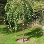 Beržas juodasis (Betula nigra) 'Summer Cascade'